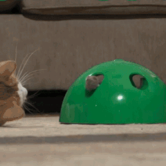 KITTYBOO™ : Peek-A-Boo Cat Toy – Bella gadgets