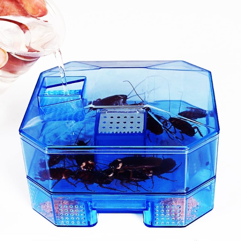 DIY Cockroach Killer Trap® – Best Gadget Store